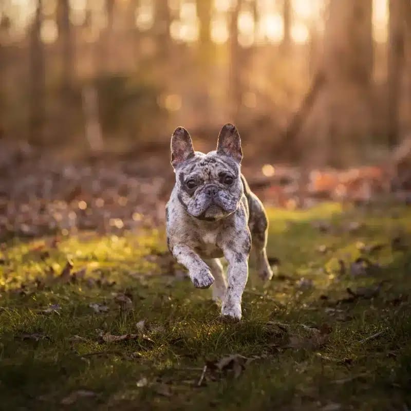 Small grey and white mottled dog with upright ears trotting along a leafy grass path in evening light