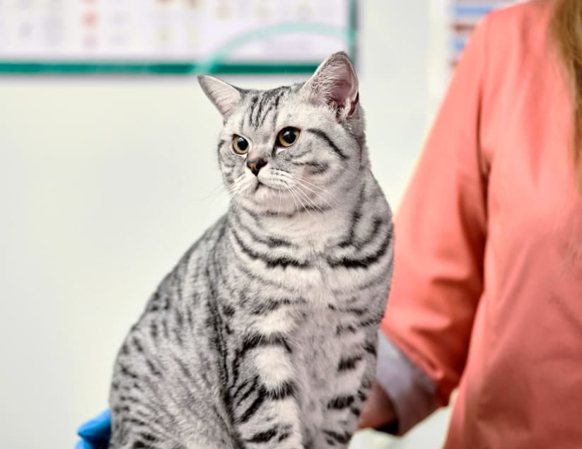 Silver tabby cat sitting upright beside a person in a coral-coloured top