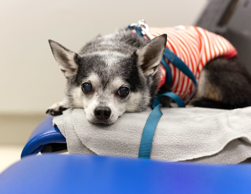 Northeast Veterinary Referral Hospital - Plains
