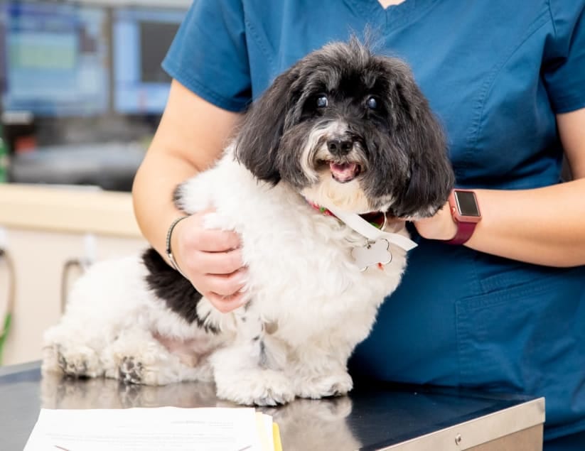 Person in teal scrubs holding a small black and white fluffy dog on a metal table