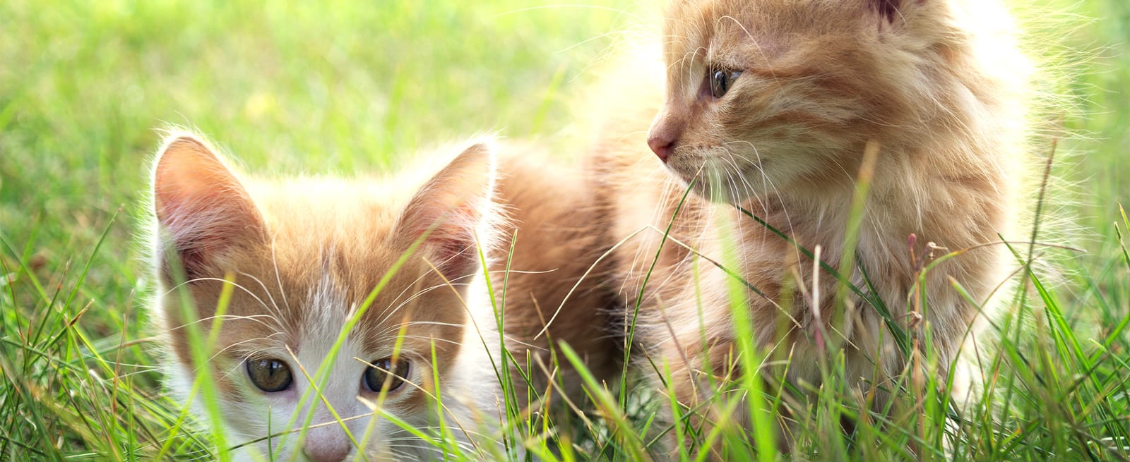 Two orange and white kittens in tall green grass