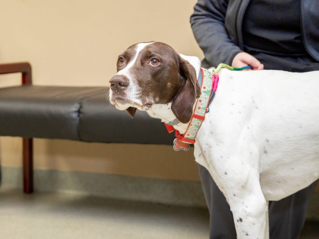 Brown and white spotted dog in a patterned collar standing in a waiting area