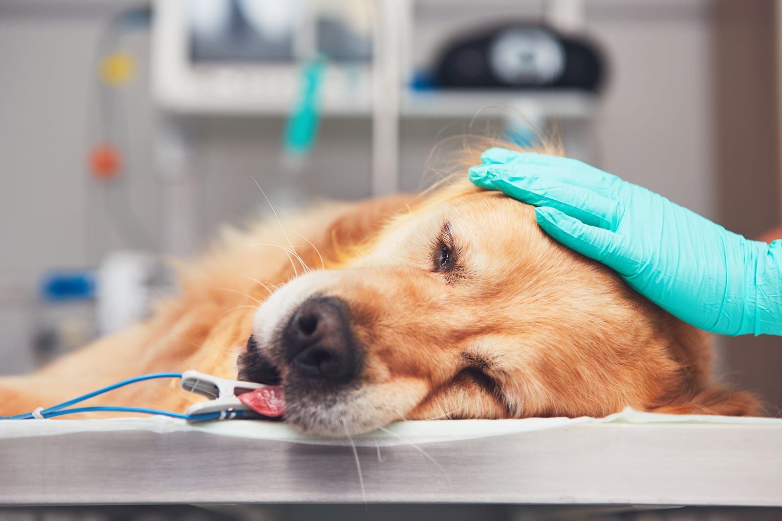 Golden-coated dog lying on a metal table with a gloved hand on its head