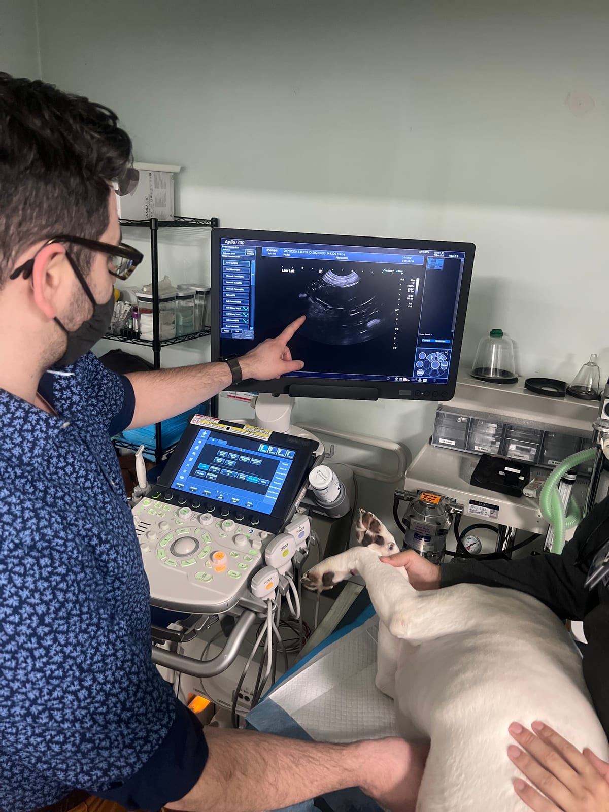 Person in a face mask pointing at a monitor on an ultrasound machine beside a white dog