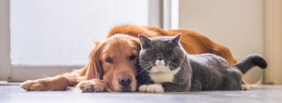 Brick Town Veterinary Hospital - Brick Township