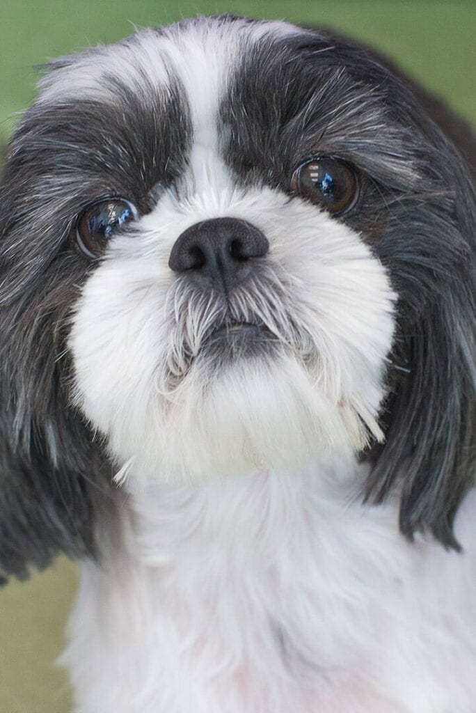 Close-up of a black and white dog with long floppy ears looking at the camera