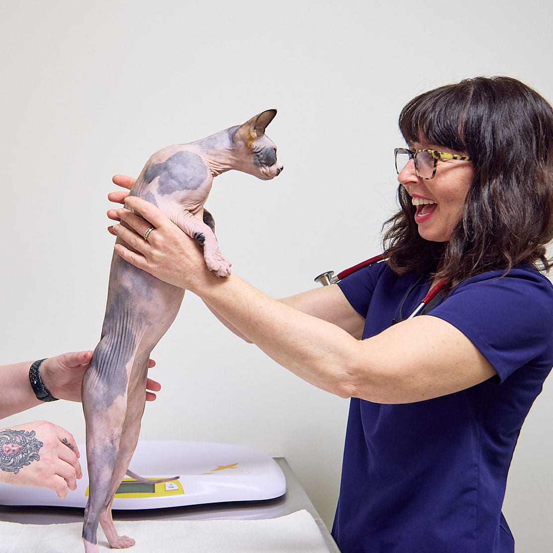 Laughing person with glasses in navy scrubs holding a hairless cat upright beside a scale