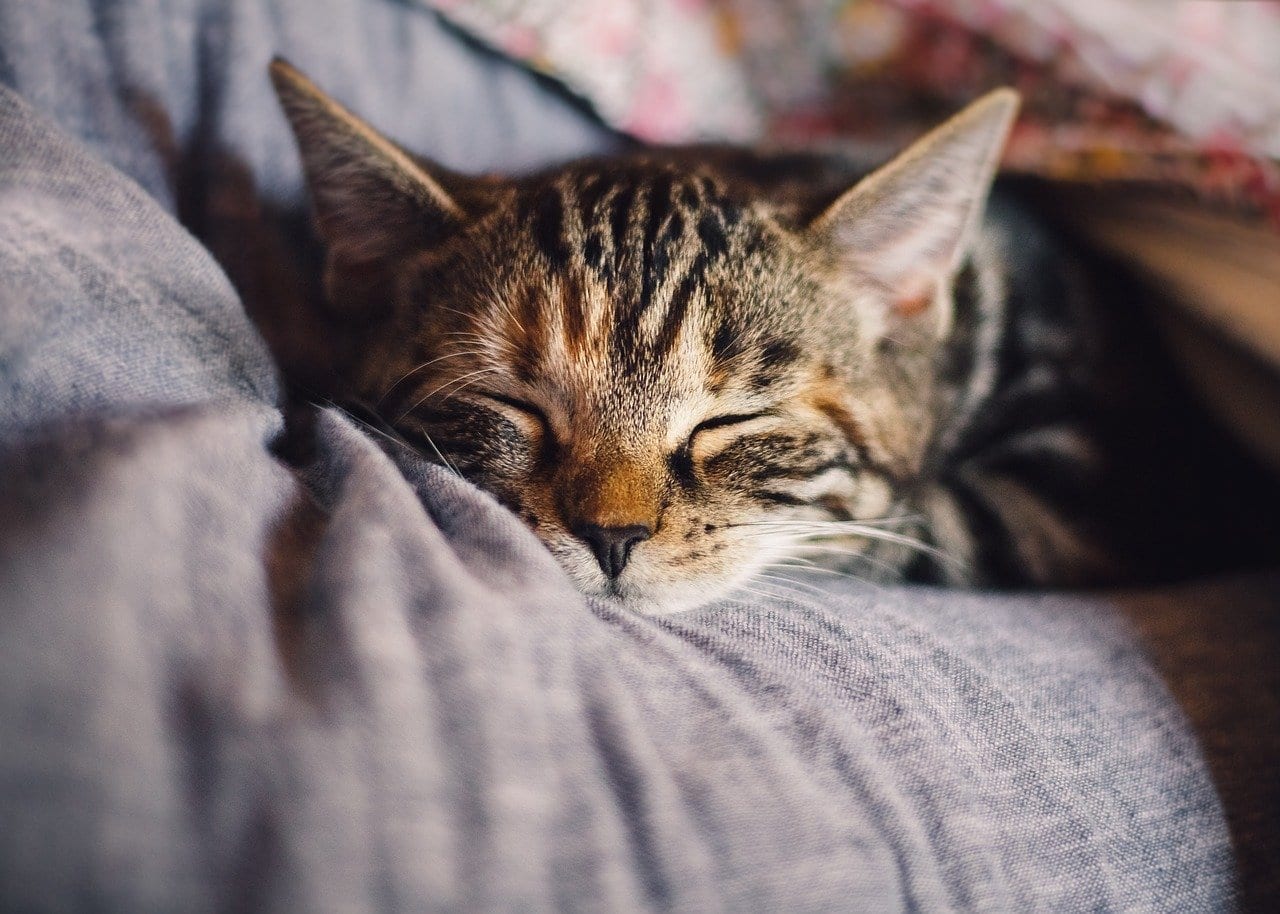 Tabby cat sleeping with its head resting on grey fabric