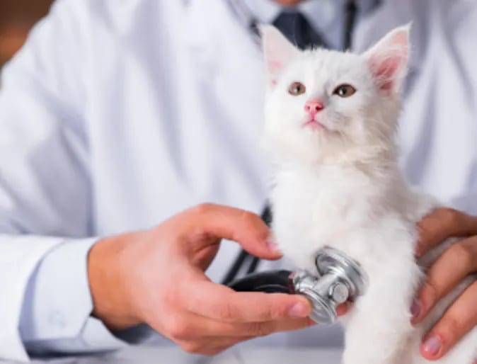 White kitten held by a person in a white coat with a stethoscope head held against it