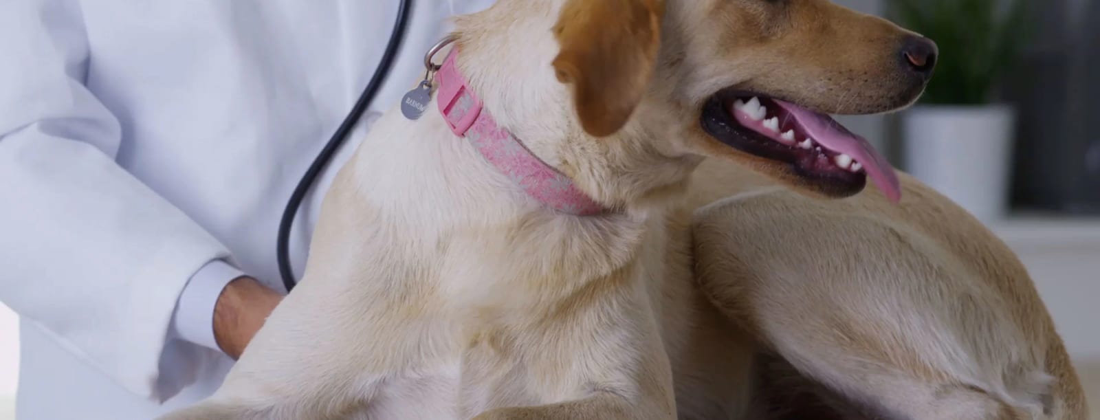 Close crop of a golden dog in a pink collar with a person in a white coat and stethoscope