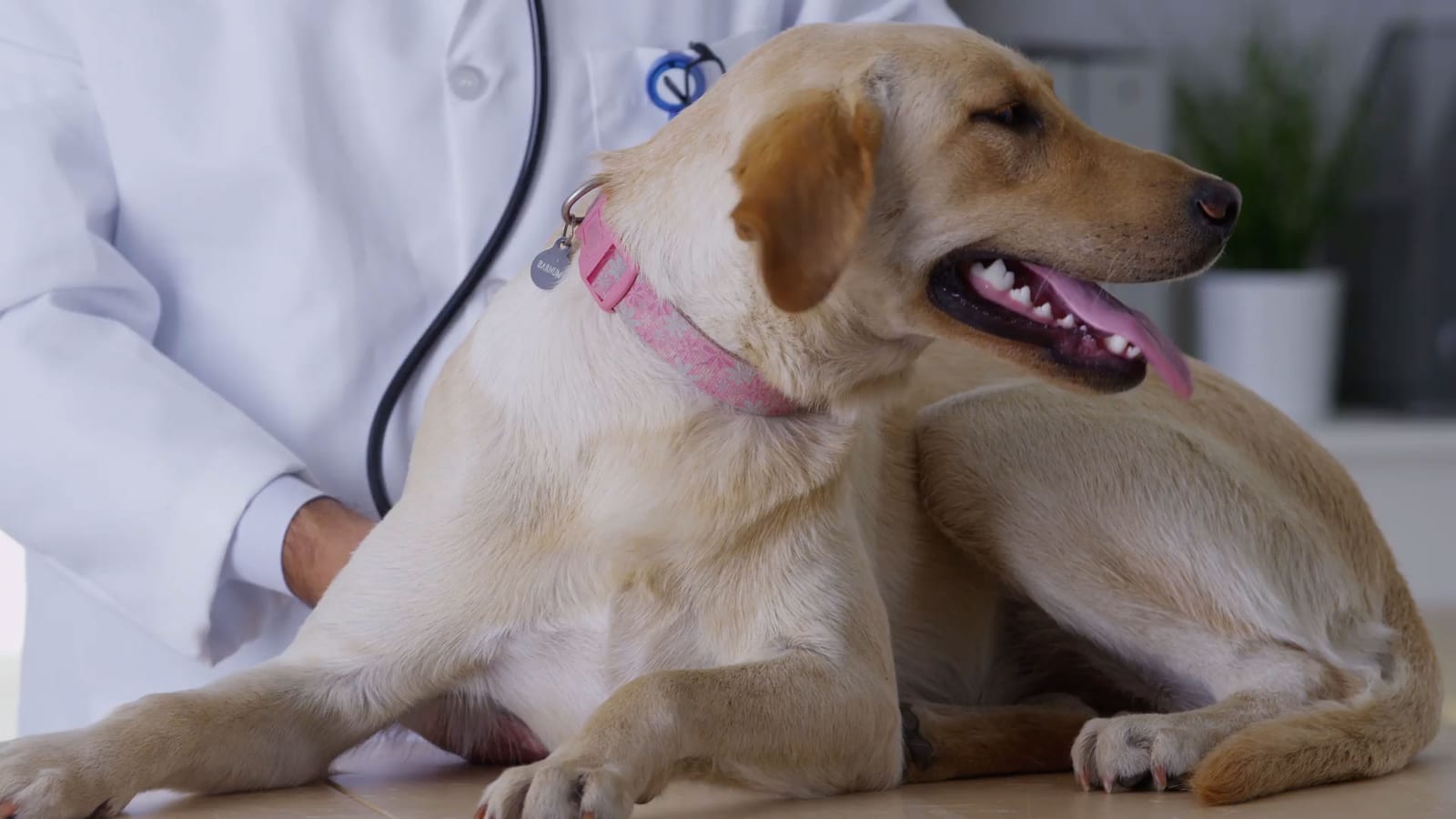 Golden-coated dog in a pink collar lying on a table beside a person in a white coat