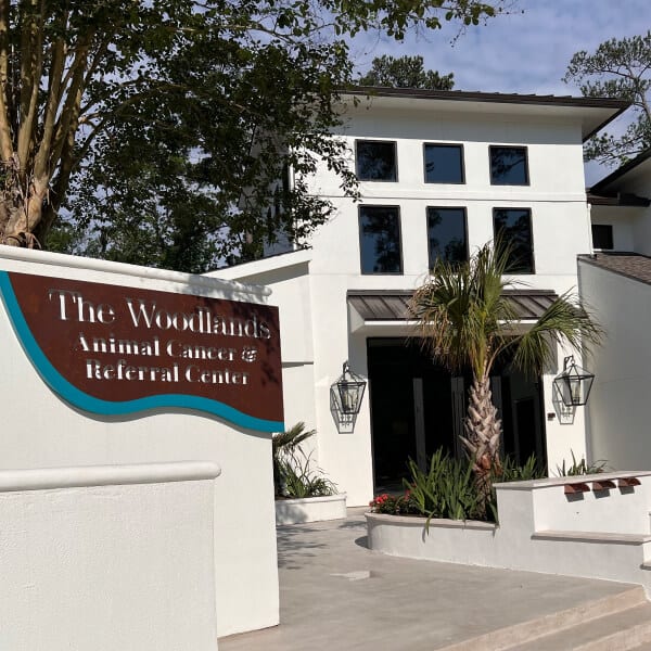 Entrance of a white stucco building with a brown sign, palm tree and lantern-style lights