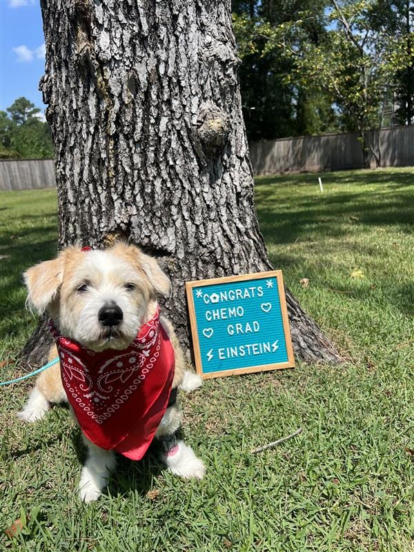 Small white and tan dog in a red bandana sitting by a tree trunk next to a small teal letter board