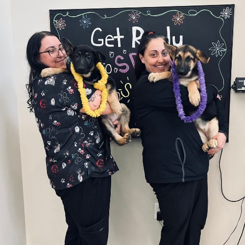 Two people in black holding puppies wearing flower leis in front of a chalkboard