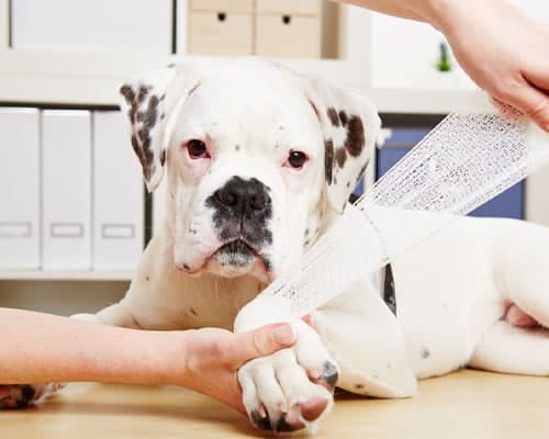 White dog with dark brown patches lying down while a hand wraps a bandage around its front leg
