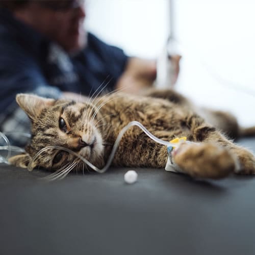 Tabby cat lying on its side on a dark table with a thin clear tube attached near its front paw