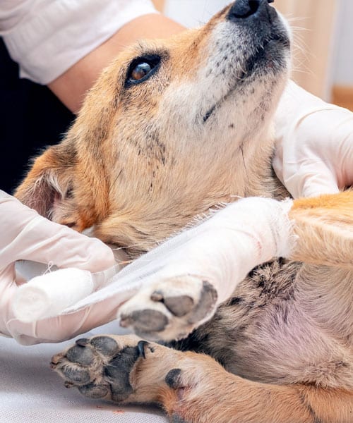 Tan dog lying on its back with a white wrap on its front leg held by gloved hands