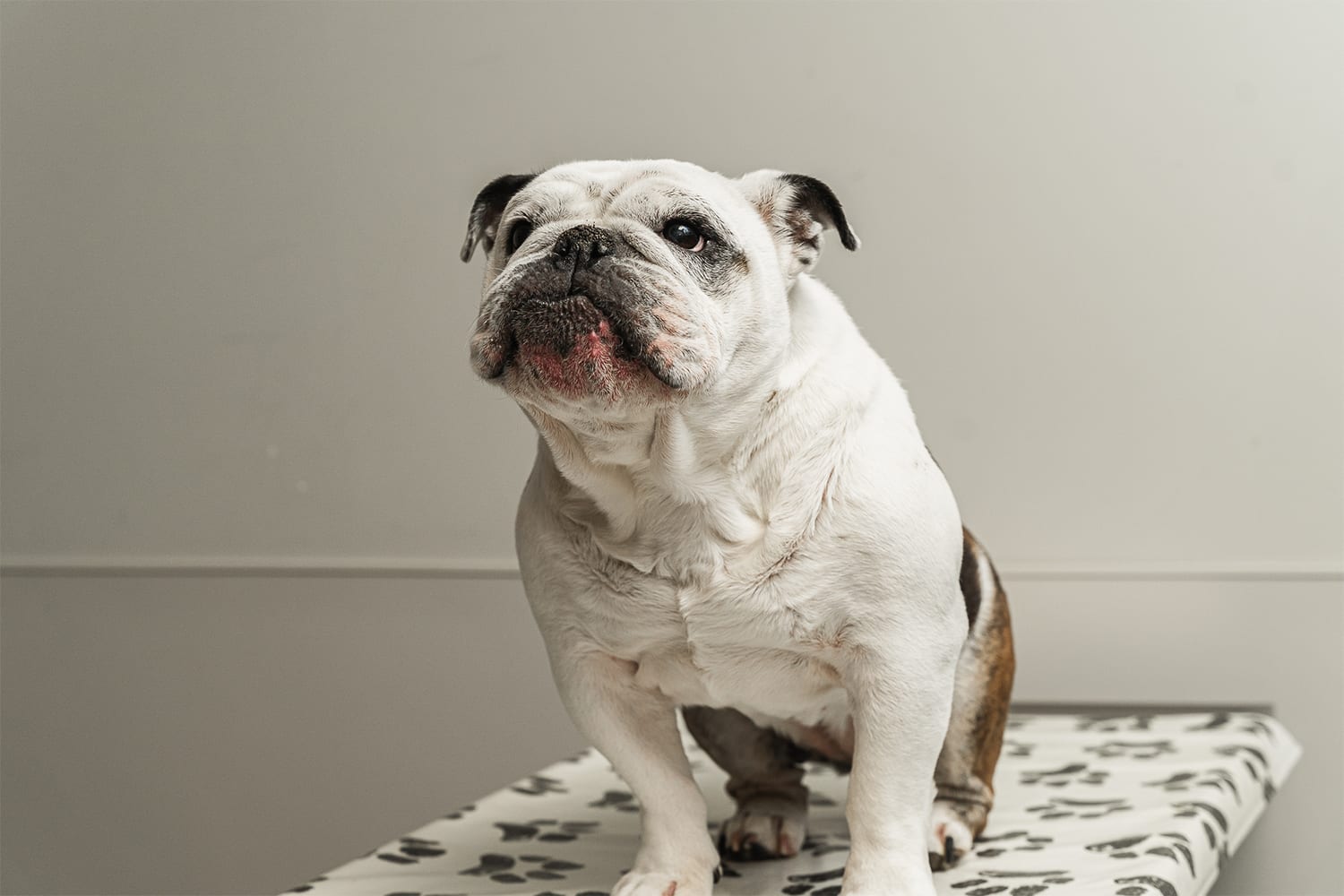 White dog with brown patches sitting on a paw-print patterned blanket against a grey wall