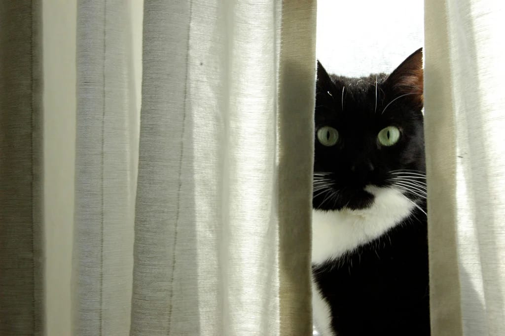 Black and white cat peeking out between cream curtains with bright green eyes