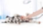 Very small blurry image of a white dog with dark spots lying down with a hand reaching toward it