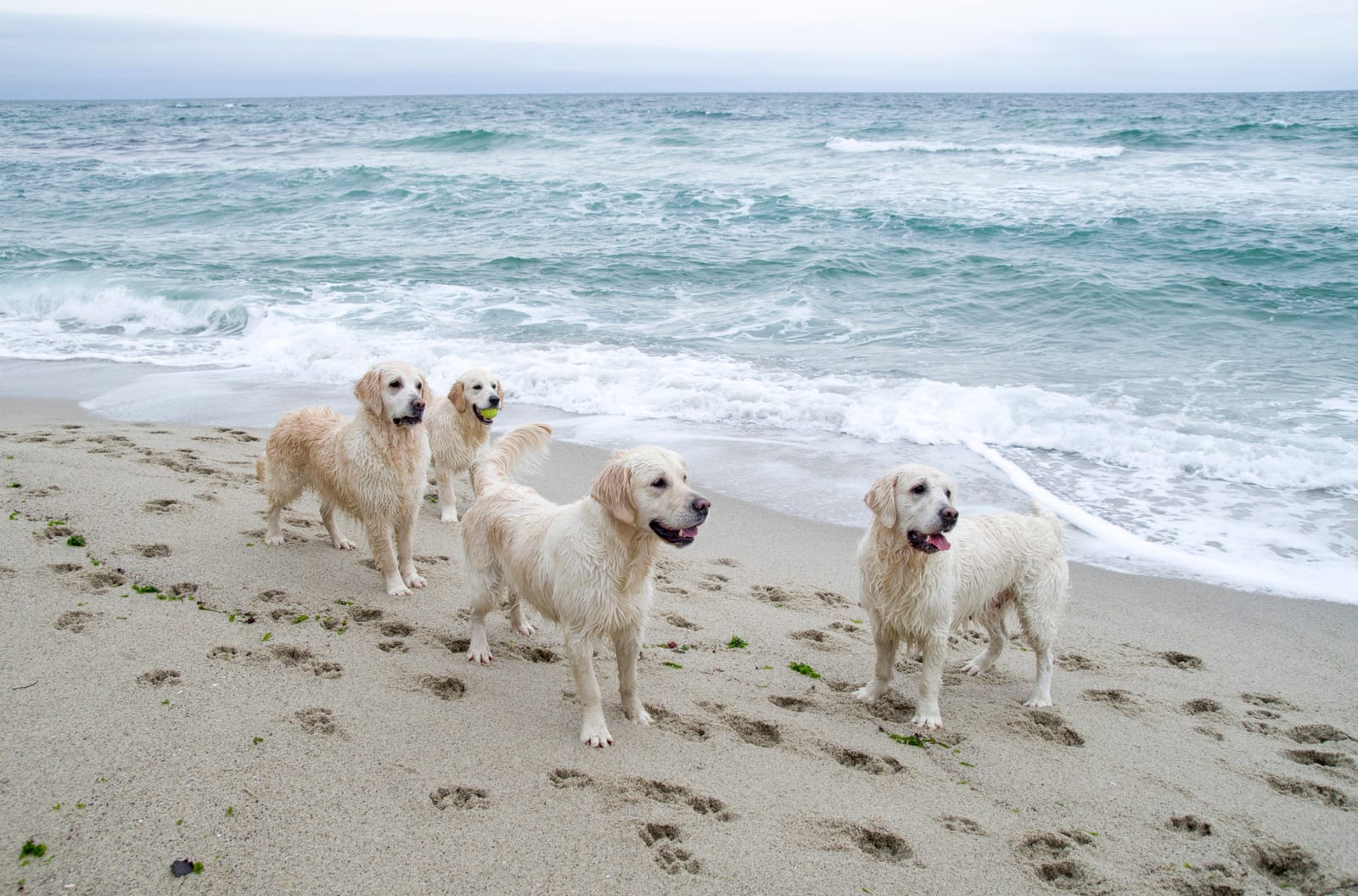 Four golden-coated dogs standing on a sandy beach beside the waves