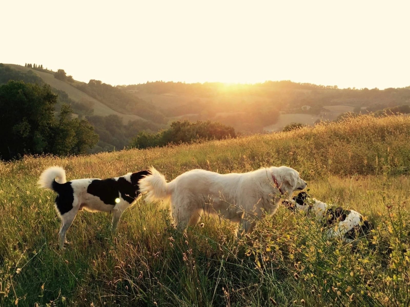 Dallas Veterinary Hospice - Dallas
