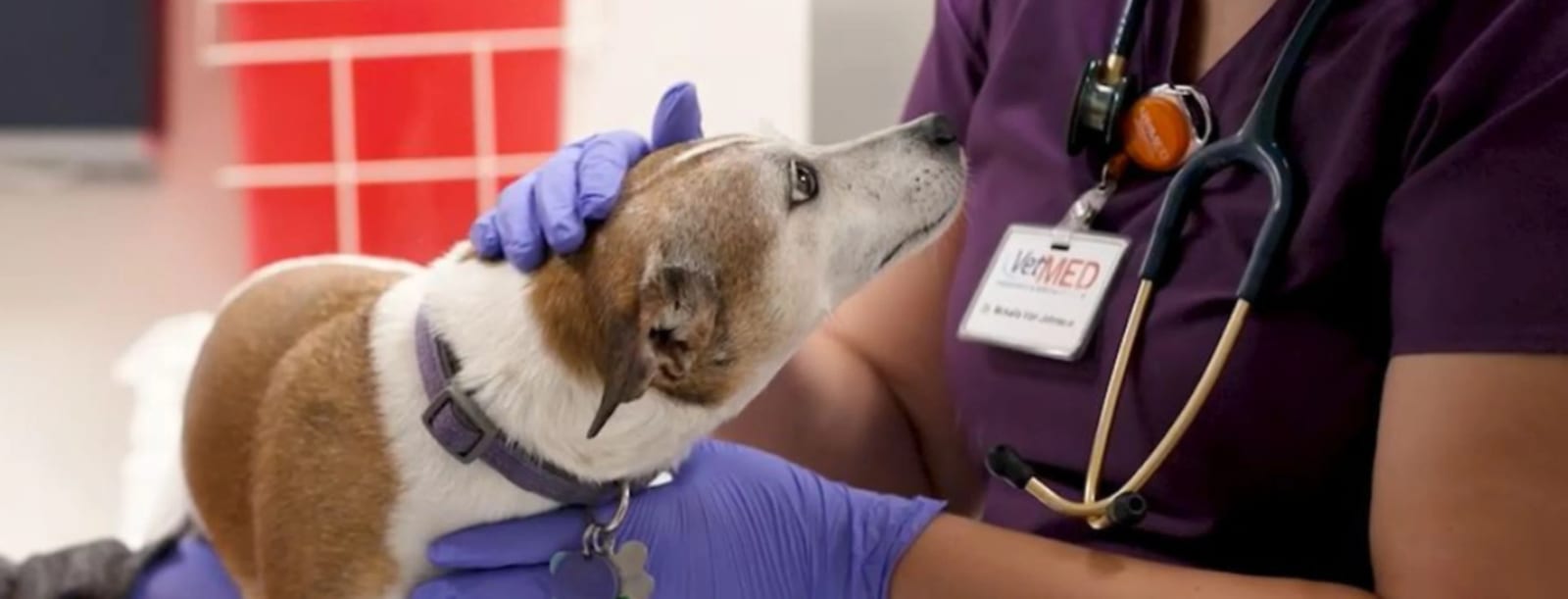 Person in maroon scrubs with a name badge and stethoscope petting a brown and white dog in a purple collar