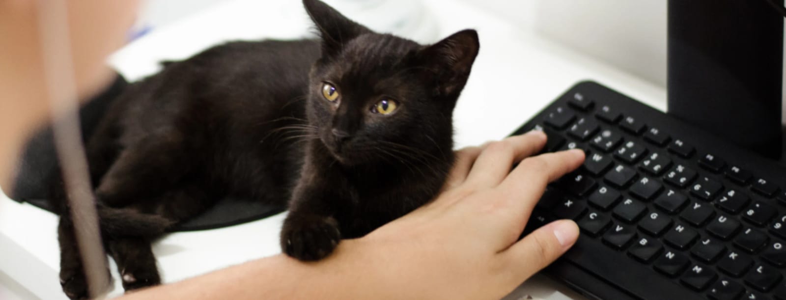 Black kitten lying on a desk beside a computer keyboard while a hand rests on the keys