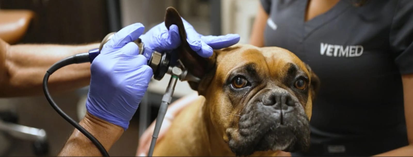 Purple-gloved hands holding a corded handheld tool near a brown dog's ear beside a person in grey scrubs