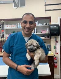 Person with glasses in teal scrubs holding a small fluffy grey-brown puppy in a room with shelves