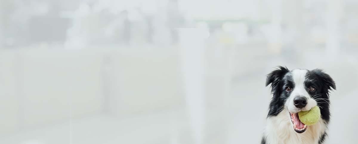 Black and white dog holding a tennis ball in its mouth against a pale blurred background