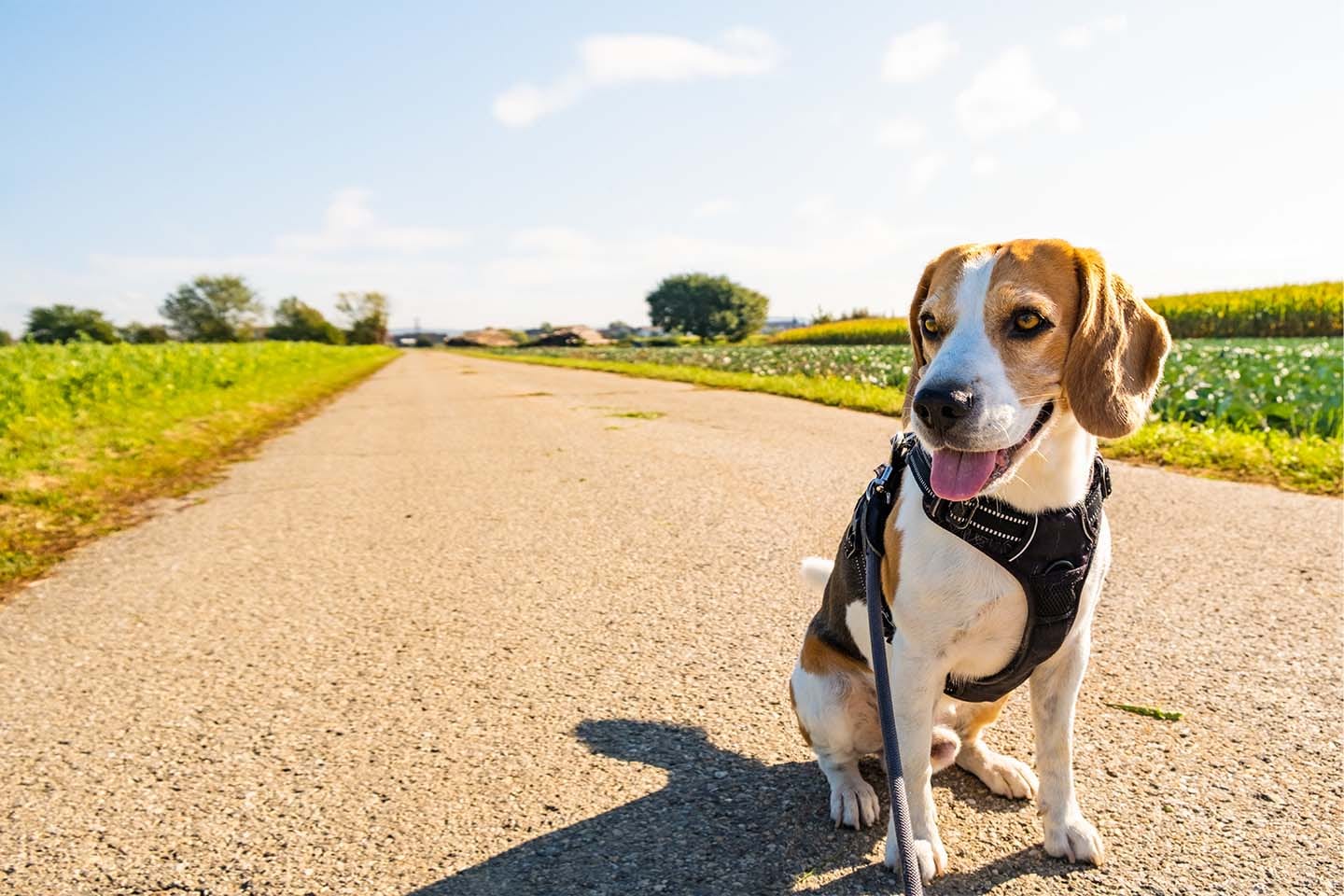 Tricolour dog in a harness and leash sitting on a country path with its tongue out