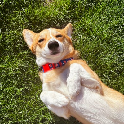 Smiling tan and white dog lying on its back in the grass with a red collar