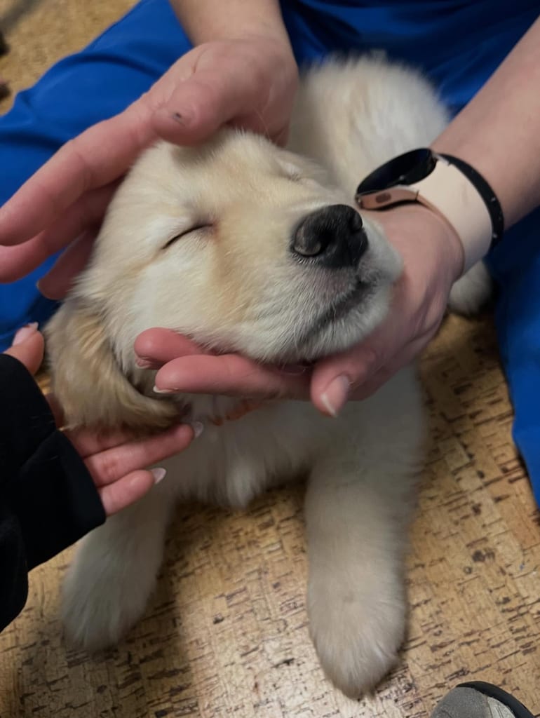 Cream-coloured puppy with closed eyes being petted by several hands on a patterned floor