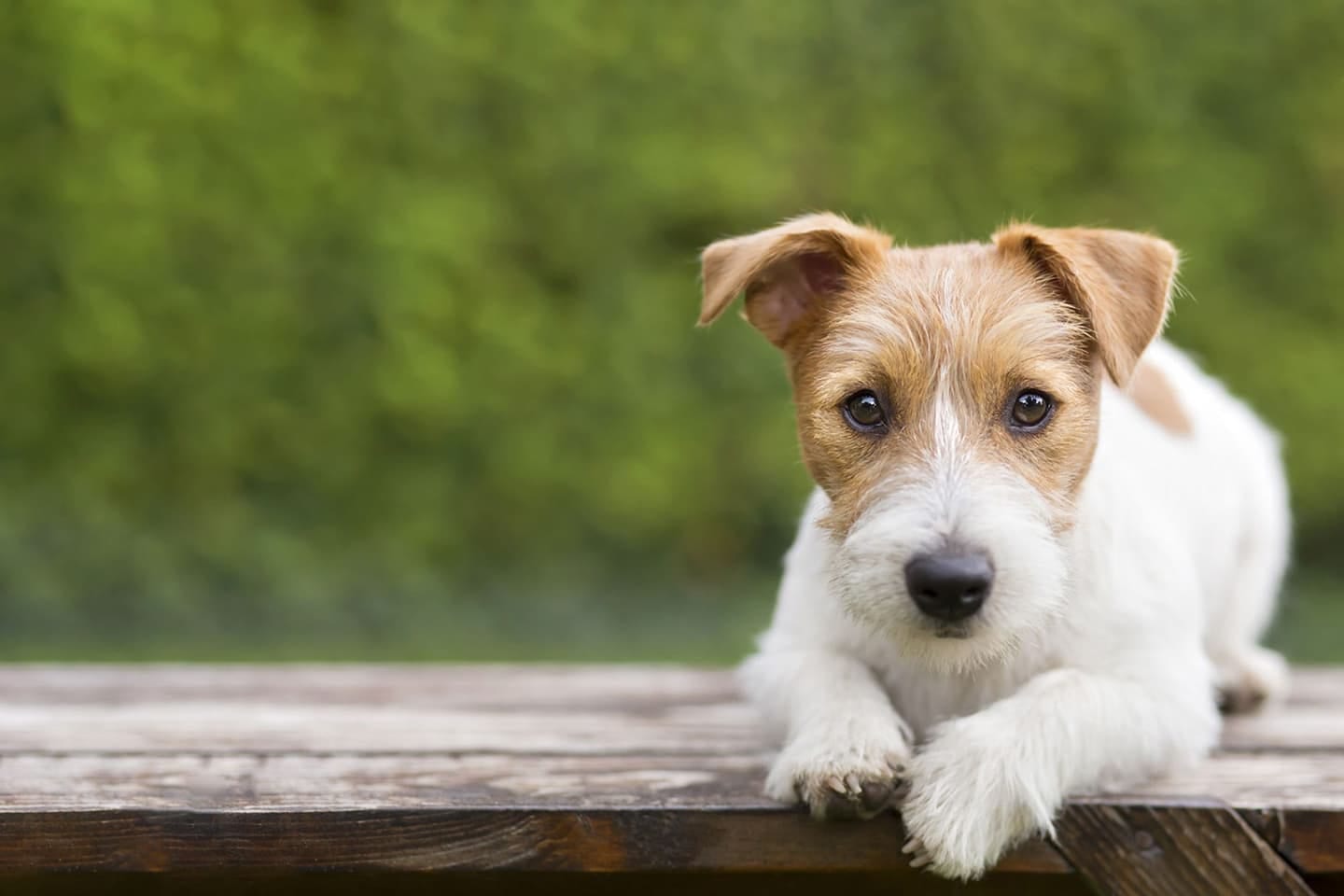 Small white dog with tan ears resting its paws on a wooden plank in front of green leaves
