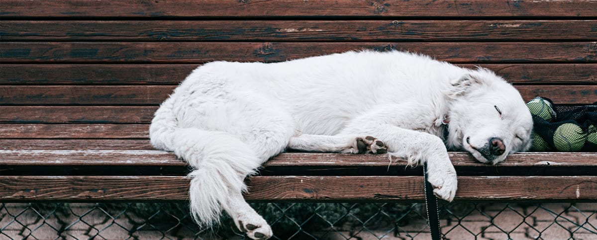Fluffy white dog sleeping on a wooden slatted bench beside tennis balls