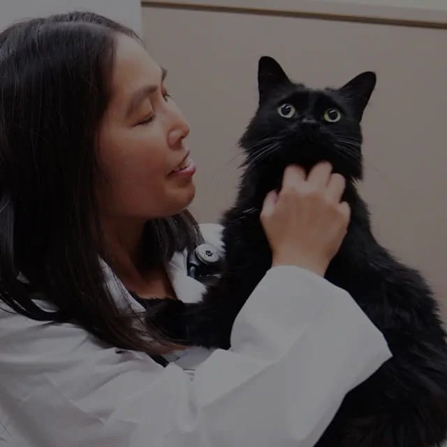 Person in a white coat gently holding a black cat and looking at it beside a beige wall