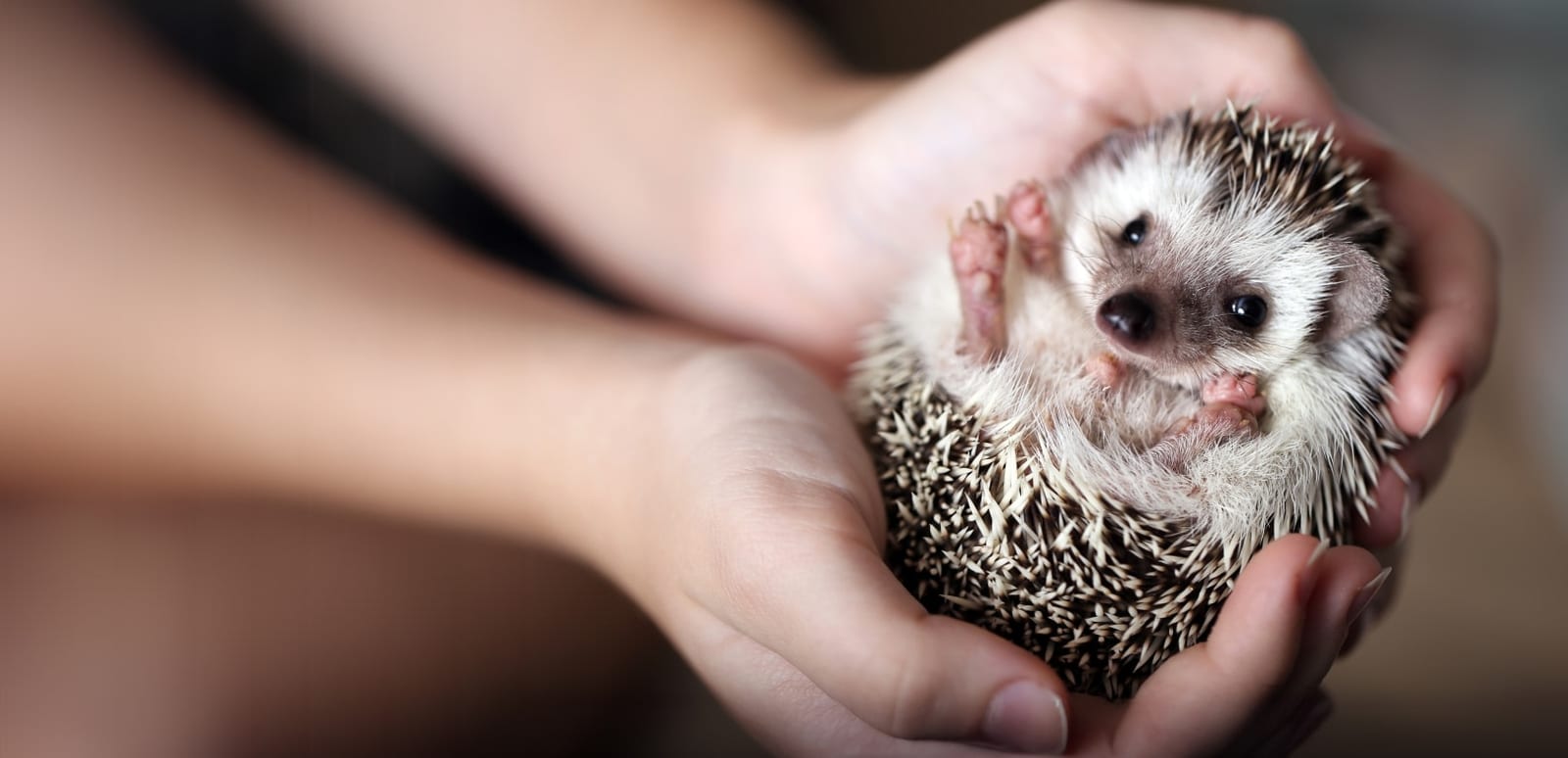 Small hedgehog lying on its back in a person's cupped hands