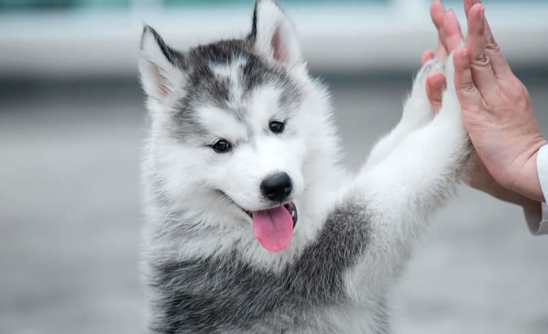 Grey and white puppy standing up to touch its paw to a person's open hand