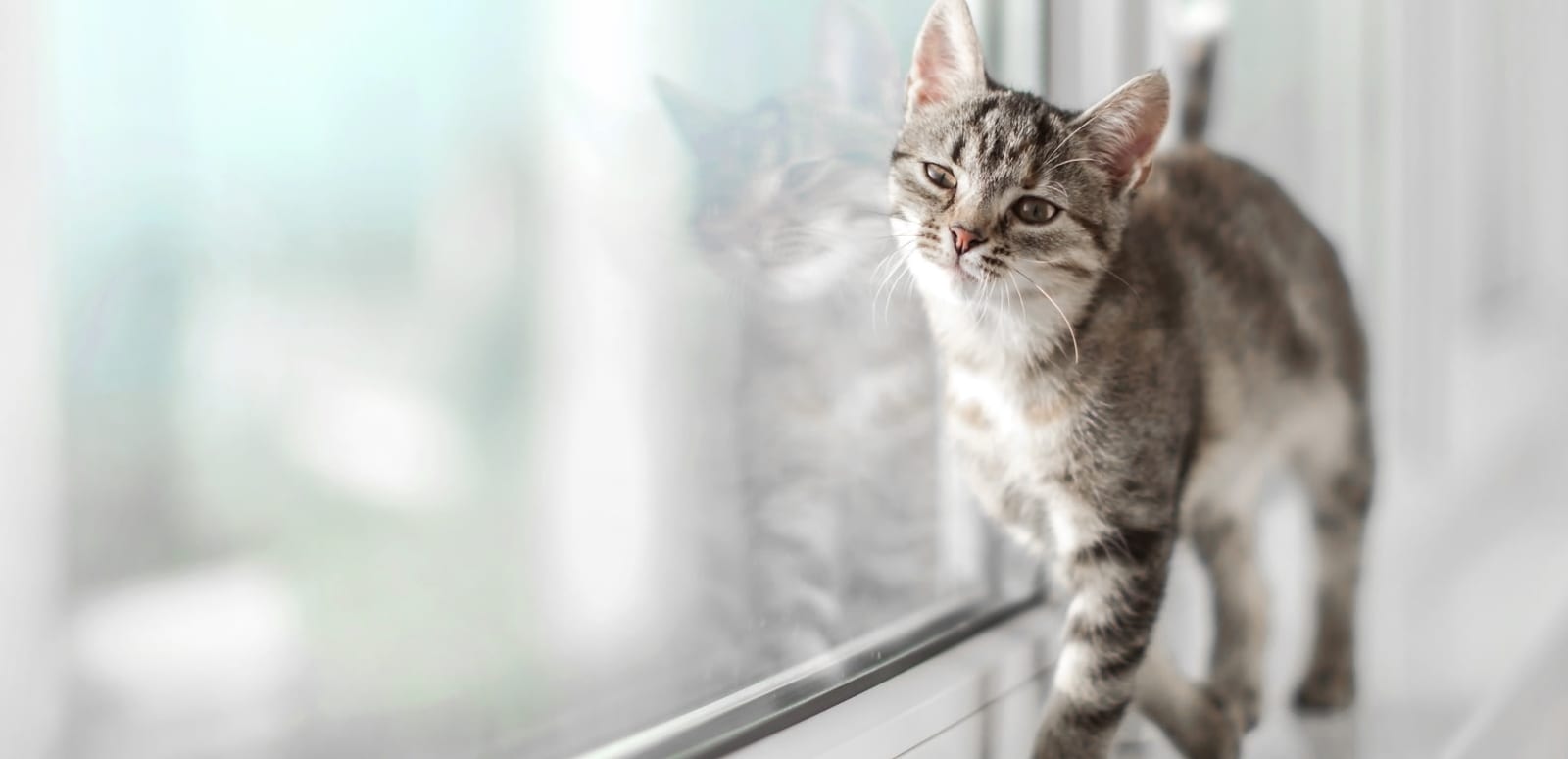 Grey striped kitten walking along a windowsill next to a glass window