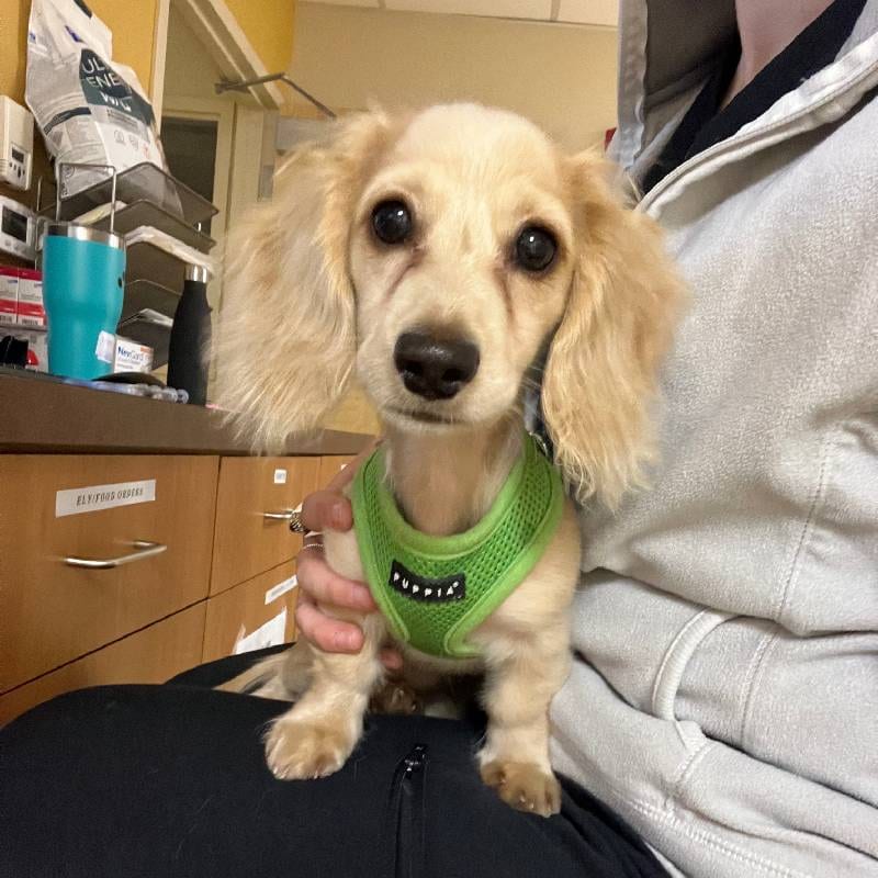 Small cream-colored dog with long floppy ears in a green harness held on a person's lap