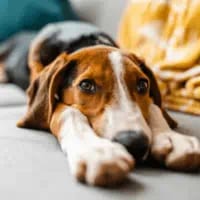 VCA Animal Emergency Hospital Southeast Calder Road - League City
