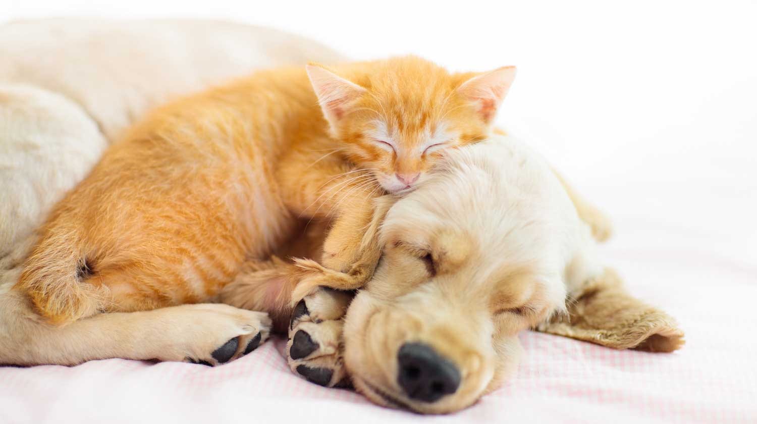 Orange kitten sleeping on top of a sleeping cream-colored puppy on a pale pink blanket
