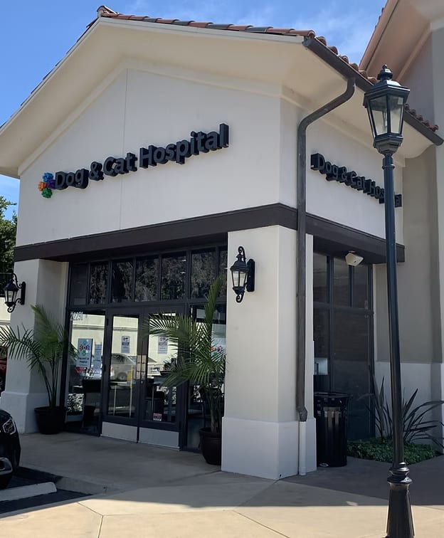 Dog & Cat Hospital building corner with cream stucco walls, dark lettering, glass doors and a black lamp post