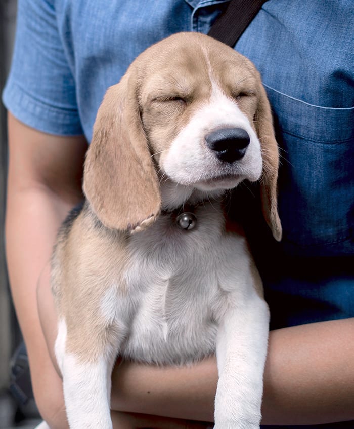 Sleepy brown and white puppy with long ears held in the arms of a person in a blue denim shirt