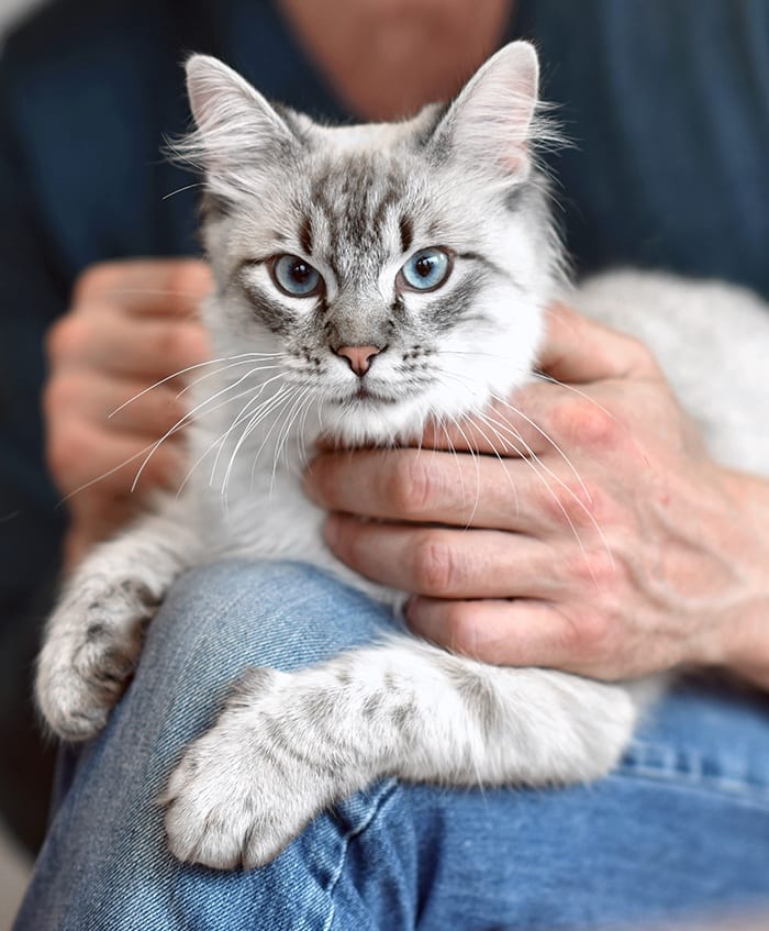 Grey and white cat with blue eyes on a person's lap, held by two hands