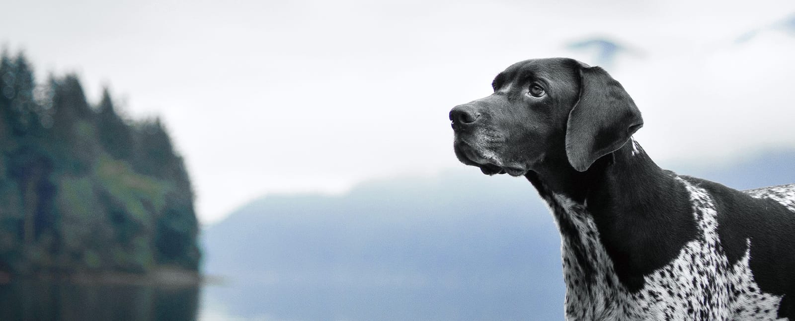 Black and white speckled dog in profile looking upward beside a misty lake and forested hills