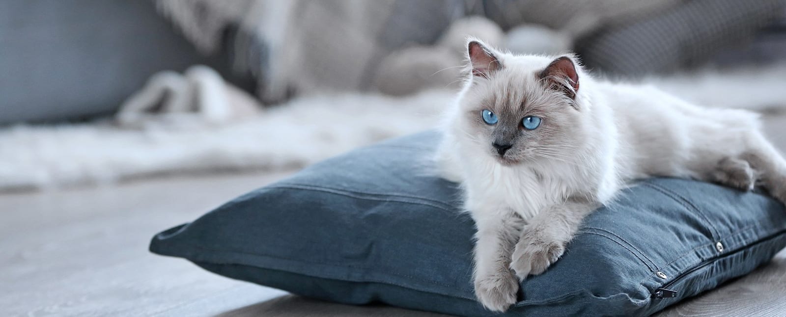Fluffy cream and grey cat with blue eyes lying on a dark blue cushion on a wooden floor