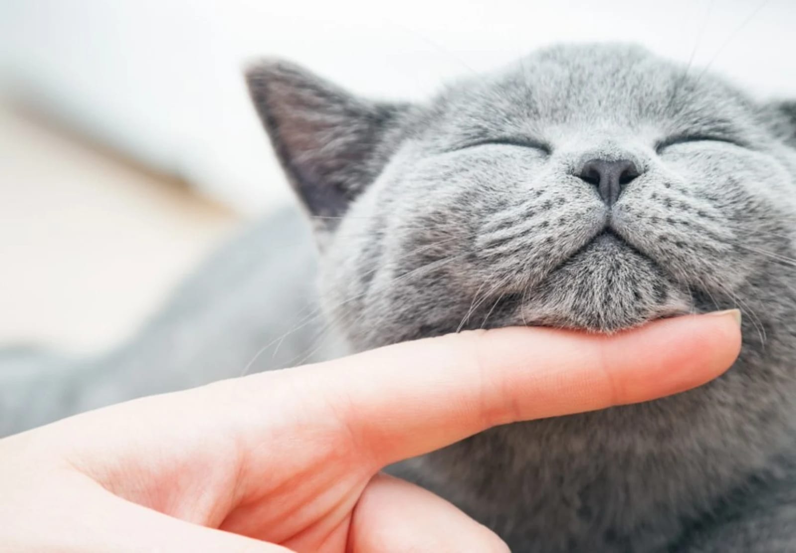 Close-up of a grey cat with closed eyes smiling as a fingertip rests under its chin
