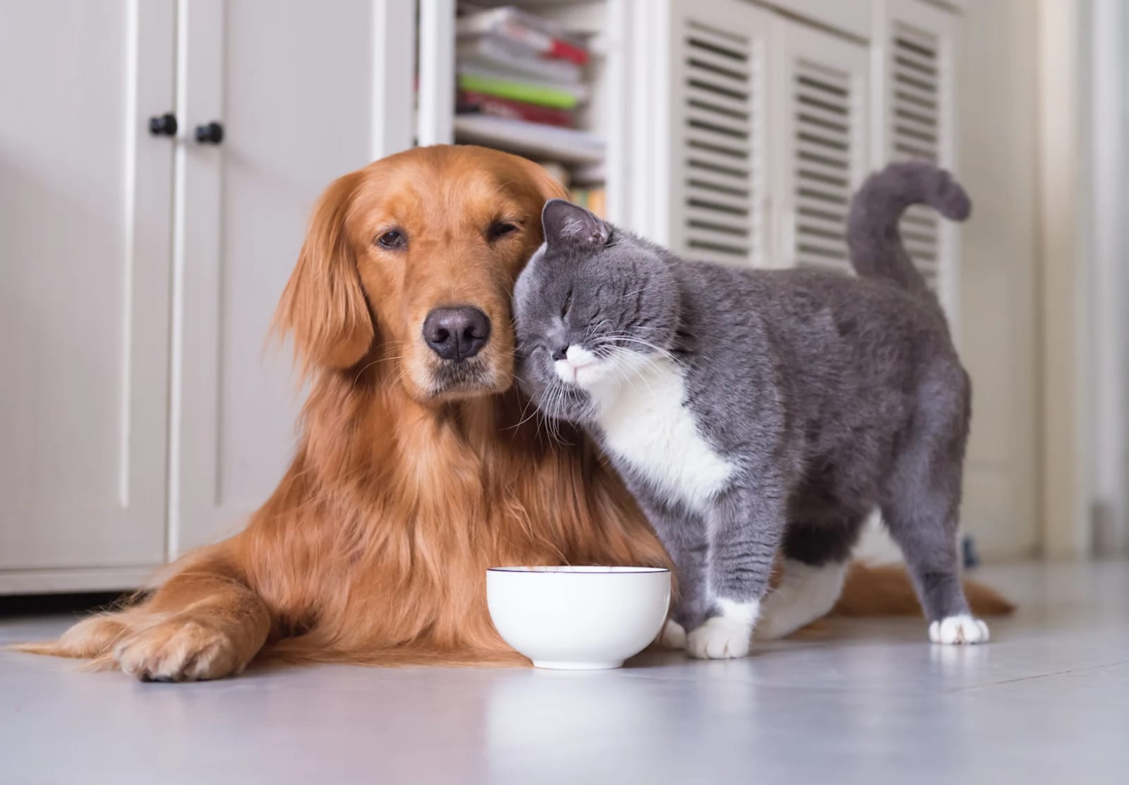Golden-furred dog lying beside a grey and white cat rubbing against it, with a white bowl in front